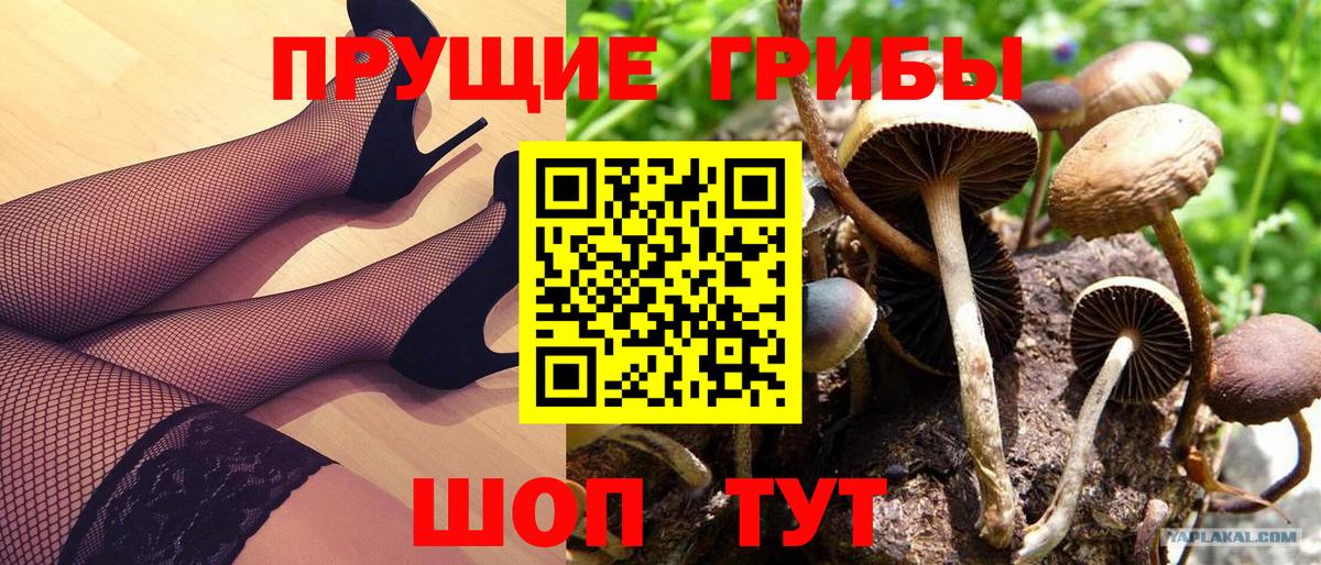 Среднеуральск  Псилоцибиновые грибы Psilocybine cubensis  Вход с VPN 